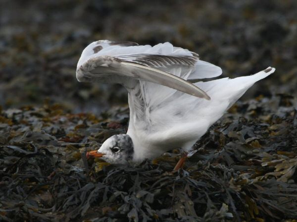 Mediterranean Gull