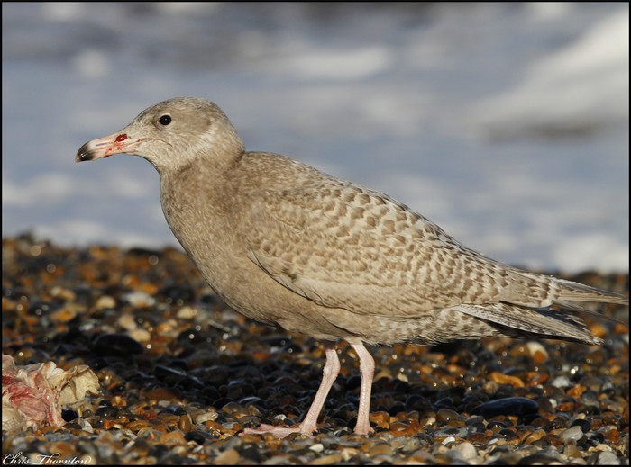 Glaucous Gull