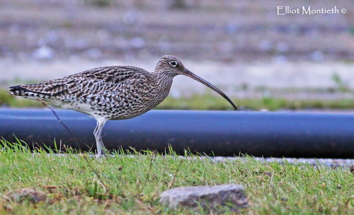 Curlew
