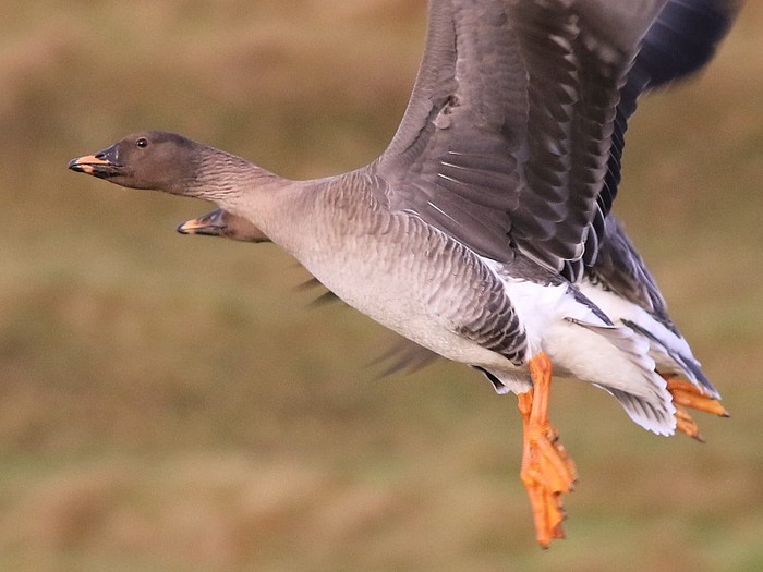 Tundra Bean Goose