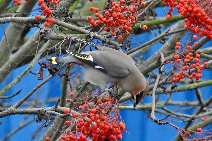 waxwing