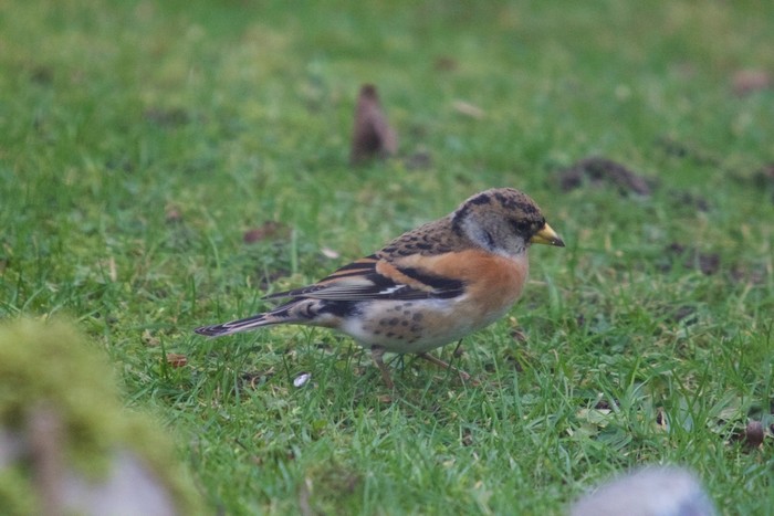 Brambling