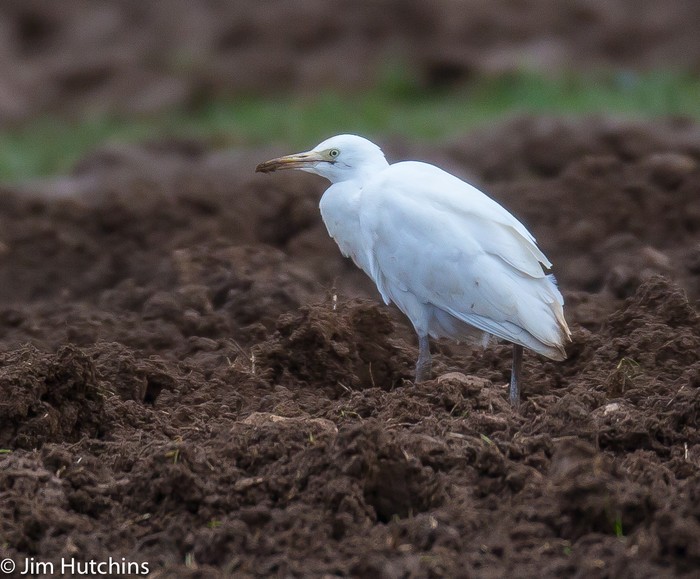 Cattle Egret