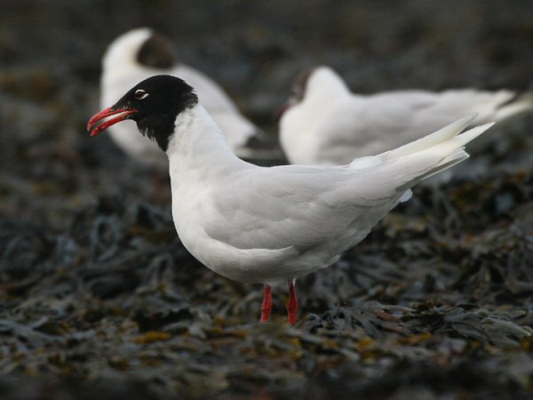 Mediterranean Gull