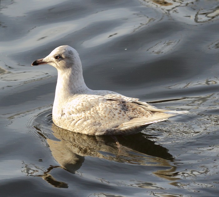Iceland Gull