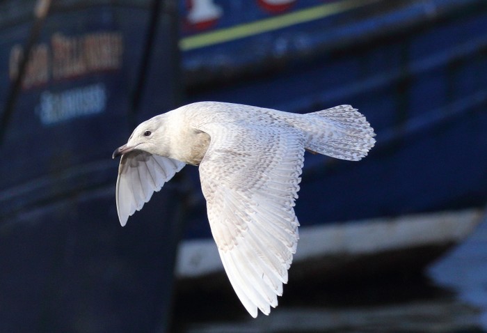 Iceland Gull
