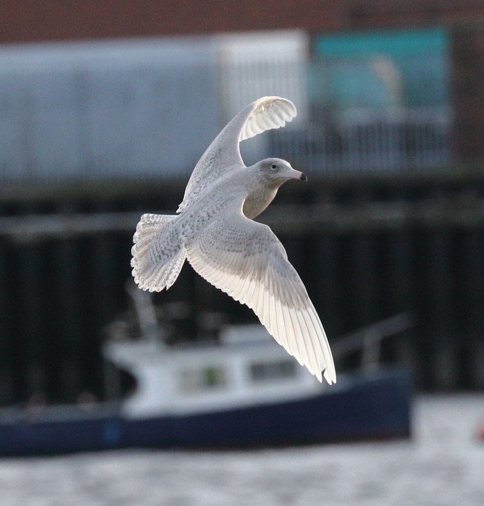 Glaucous Gull