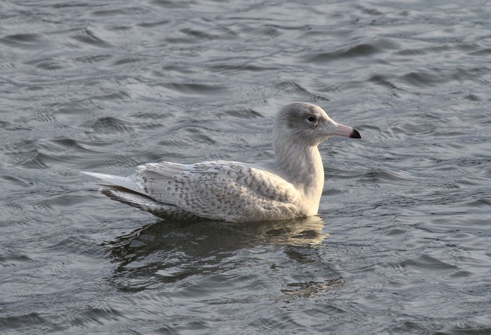 Glaucous Gull