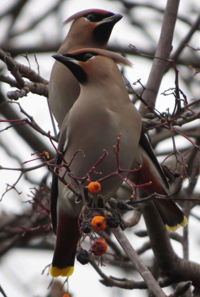 Waxwing