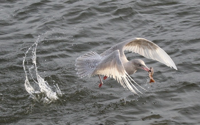 Glaucous Gull