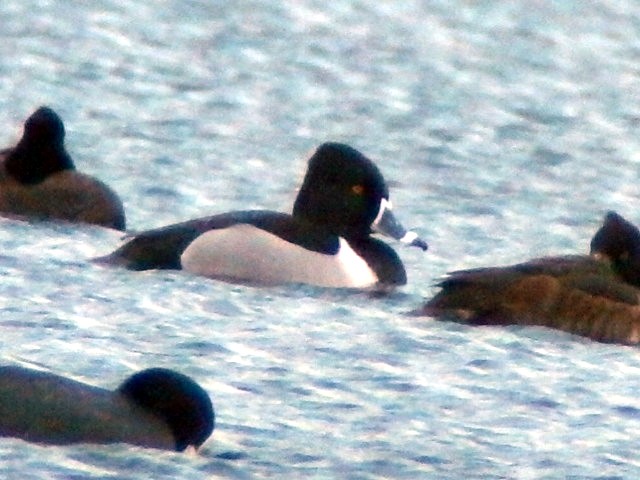 Ring-necked Duck