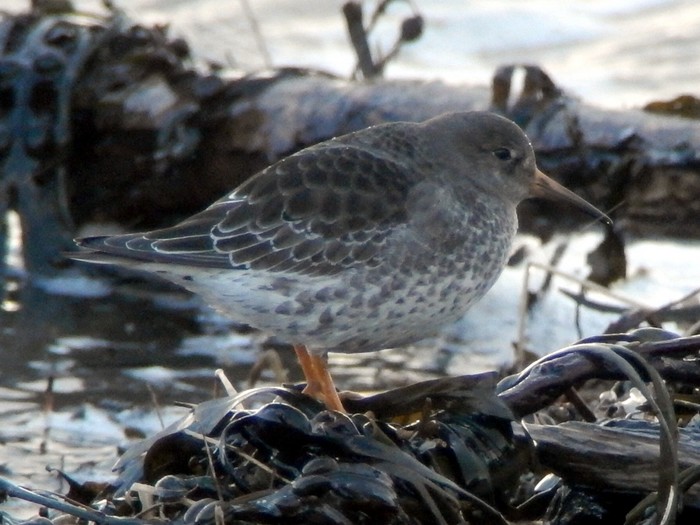 Purple Sandpiper