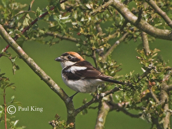 Woodchat Shrike