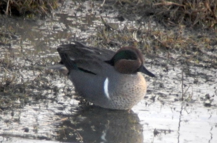 Green-winged Teal