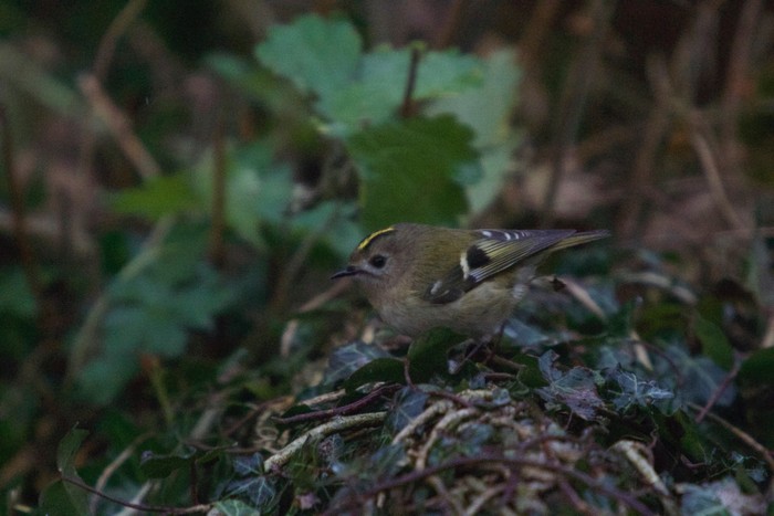 Goldcrest