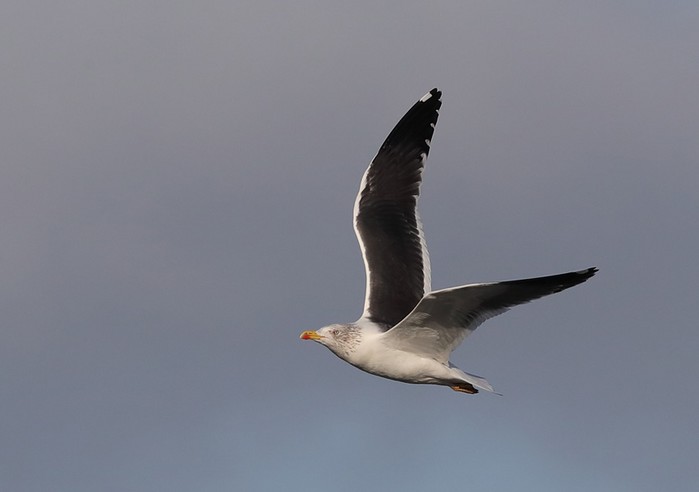 Lesser Black-backed Gull