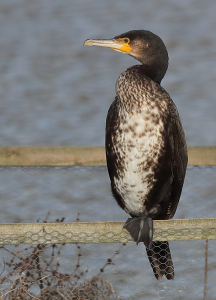 Cormorant