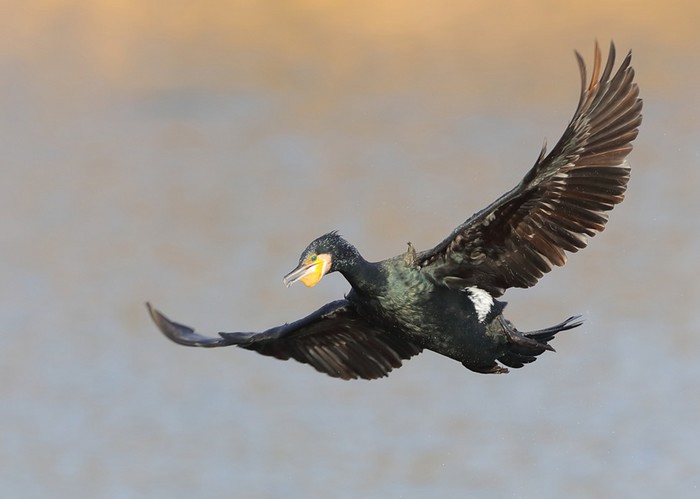 Cormorant