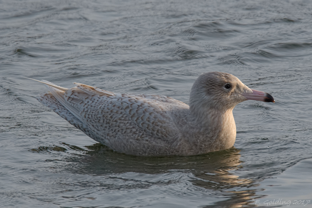 Glaucous Gull