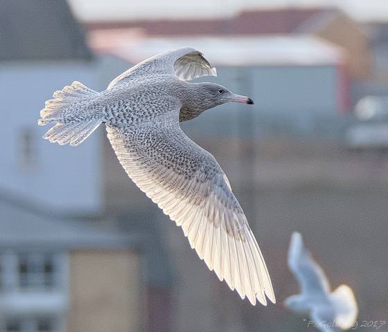 Glaucous Gull