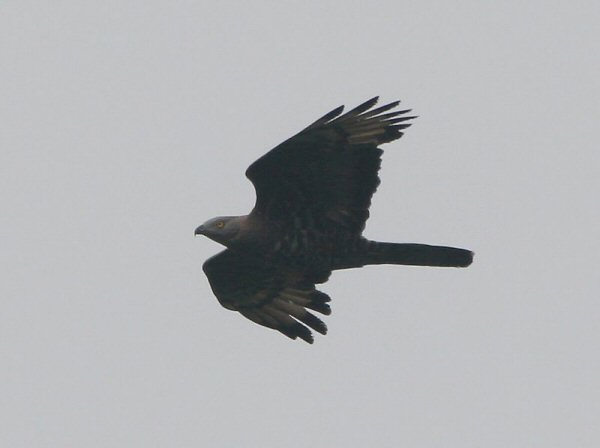 Honey Buzzard