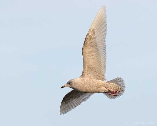 Iceland Gull