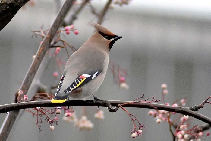 Waxwing