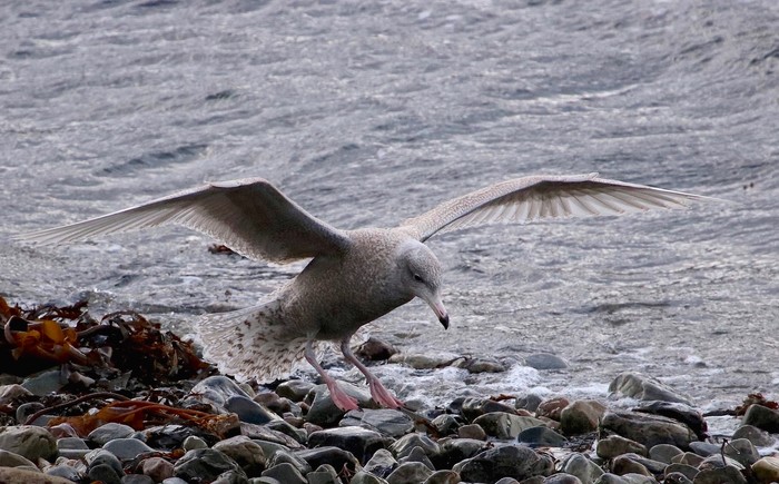Glaucous Gull
