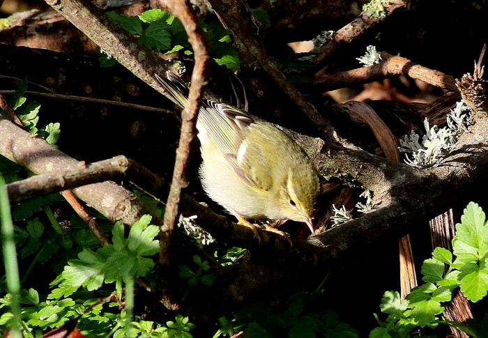 Yellow-browed Warbler