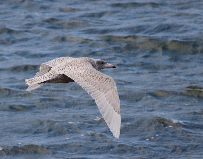 Glaucous Gull
