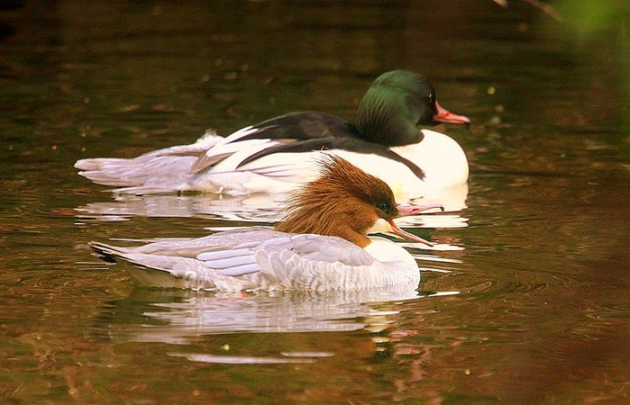 Goosander