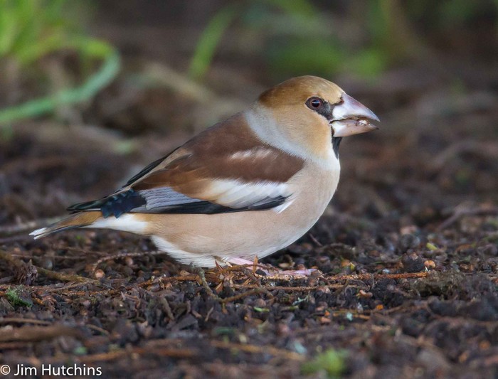 Hawfinch