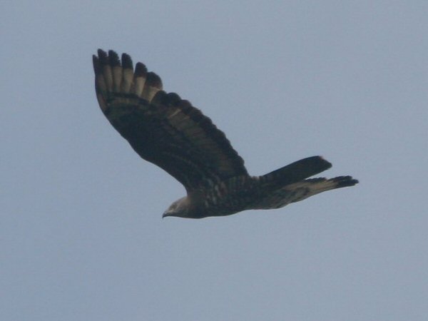 Honey Buzzard