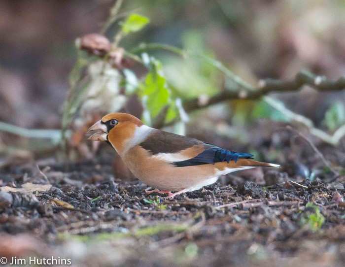 Hawfinch