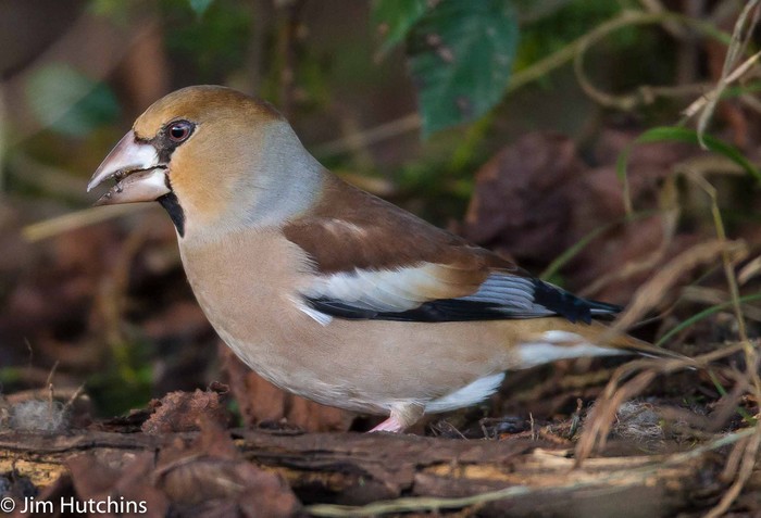 Hawfinch