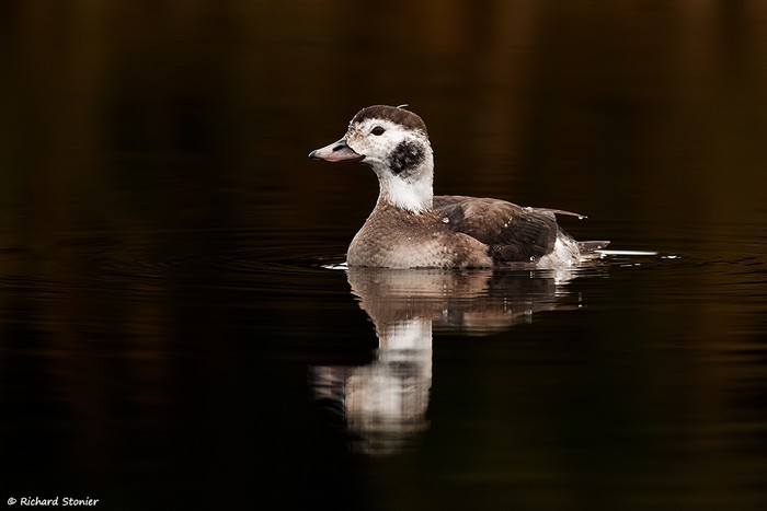 Long-tailed Duck