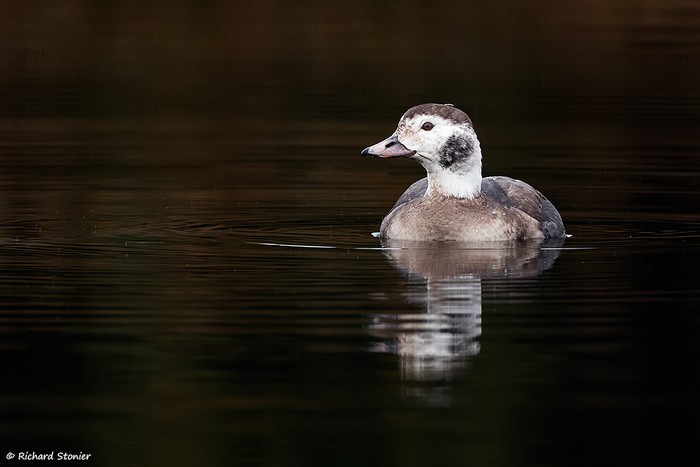 Long-tailed Duck