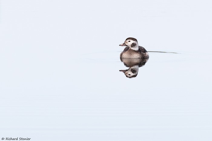 Long-tailed Duck