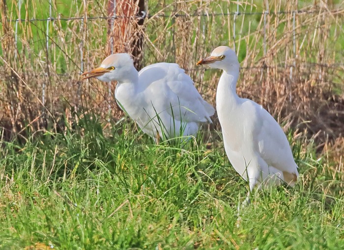 Cattle Egret