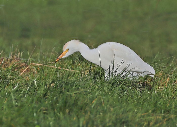 Cattle Egret
