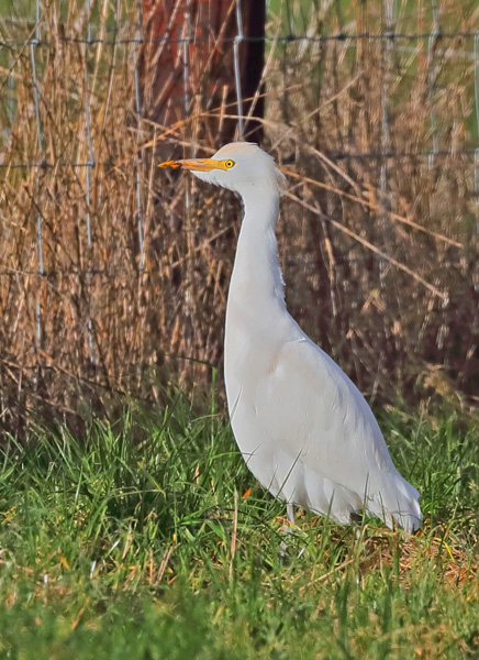 Cattle Egret