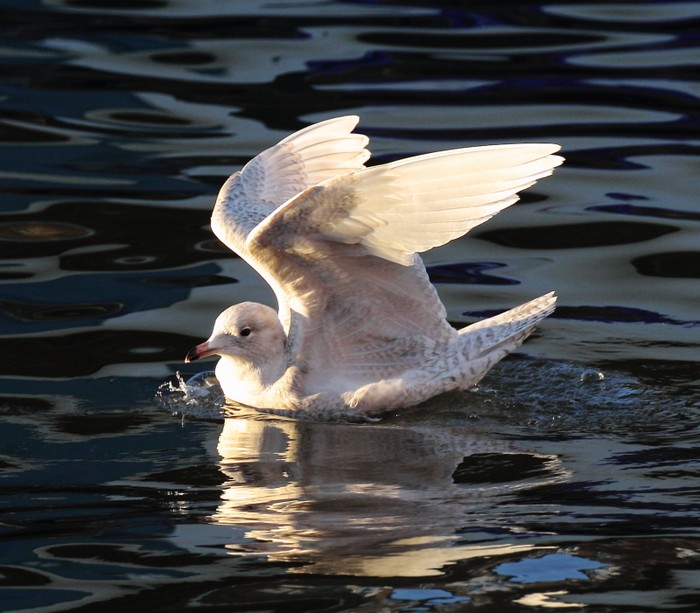 Iceland Gull