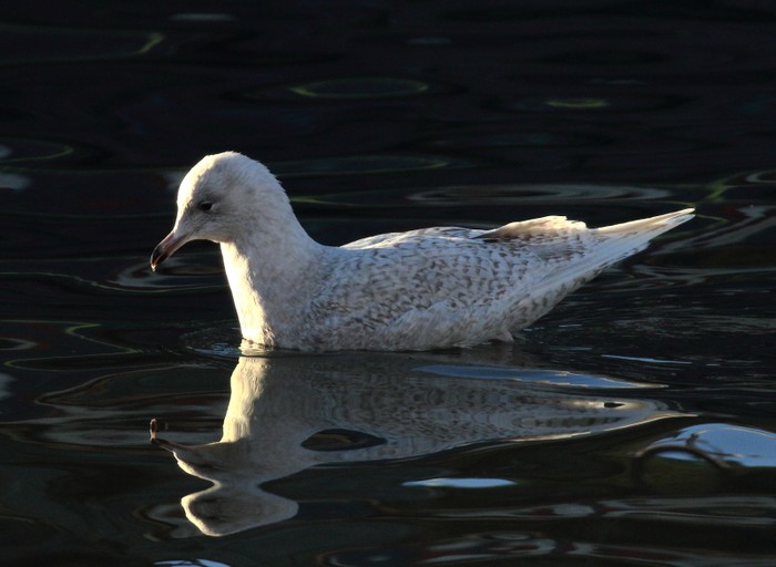 Iceland Gull