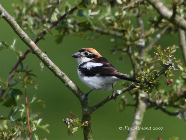 Woodchat Shrike