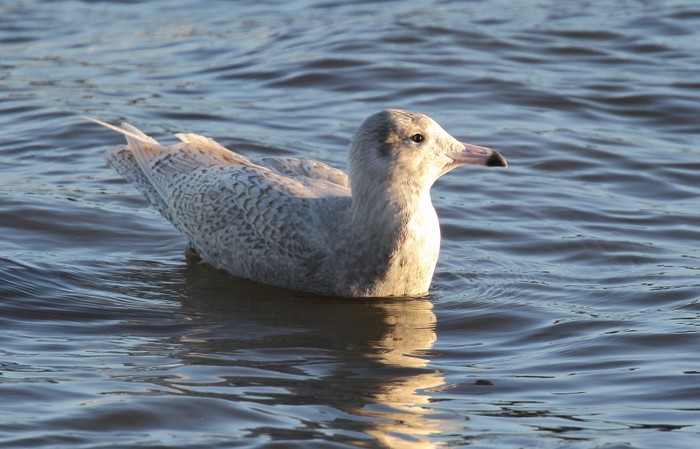 Glaucous Gull