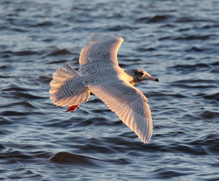 Glaucous Gull