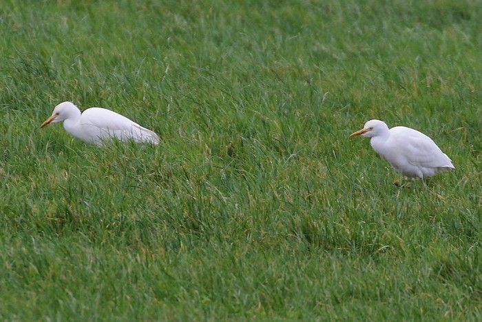 Cattle Egret