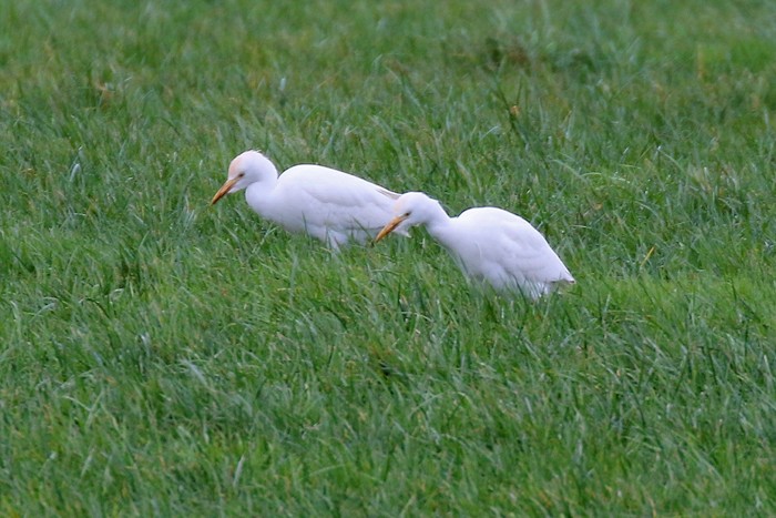 Cattle Egret