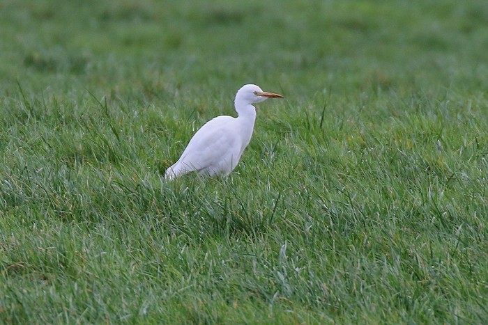 Cattle Egret