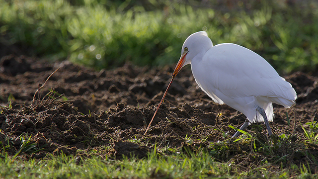 Cattle Egret